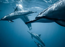 CBA官方第四周周最佳球员出炉 胡金秋史密斯当选